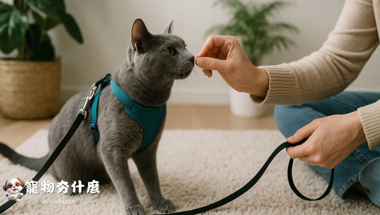 俄羅斯藍貓室內牽繩訓練互動畫面
