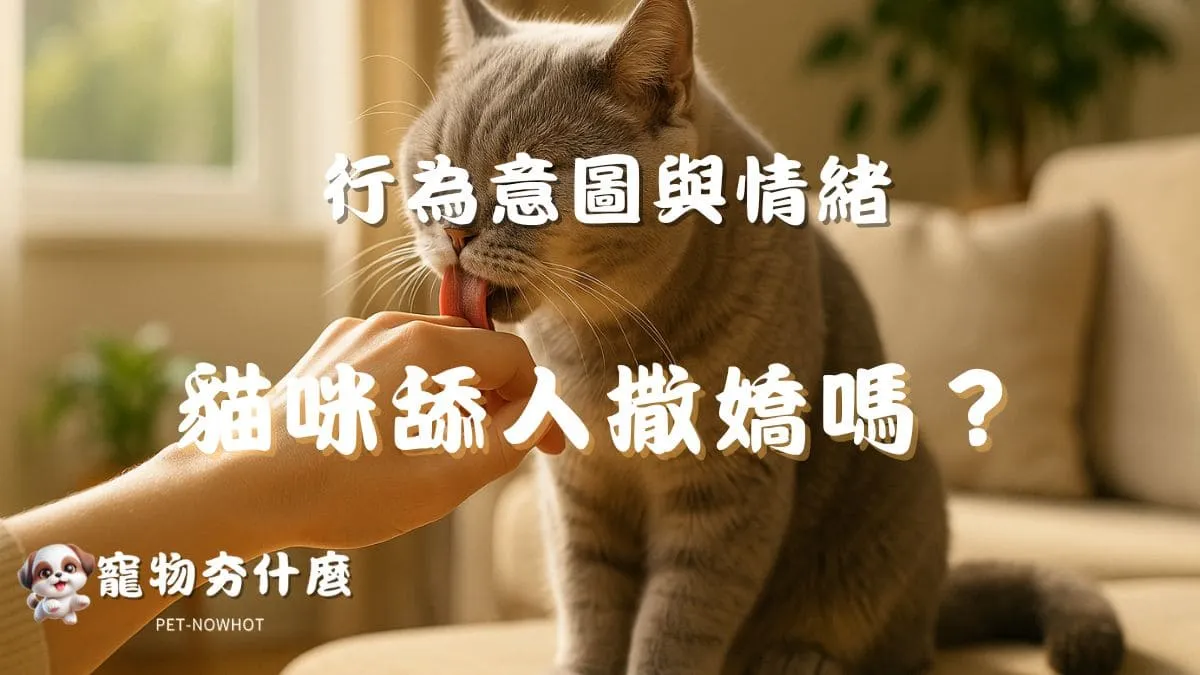 貓咪舔人是撒嬌嗎？