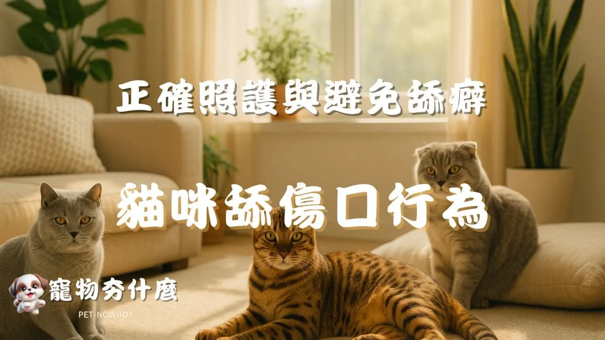 貓咪舔傷口行為解析