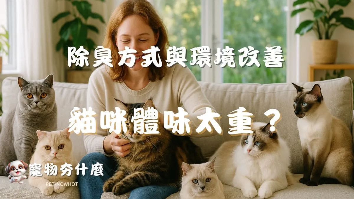 貓咪體味太重怎麼處理？
