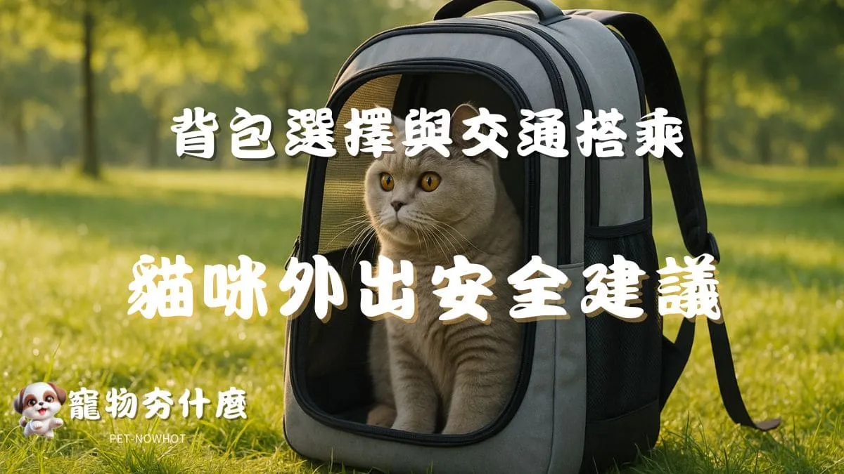 貓咪外出安全建議