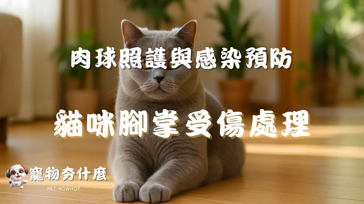 貓咪腳掌受傷處理法