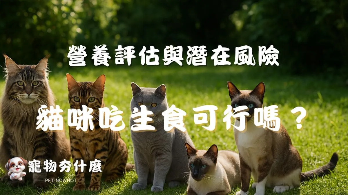 貓咪吃生食可行嗎？
