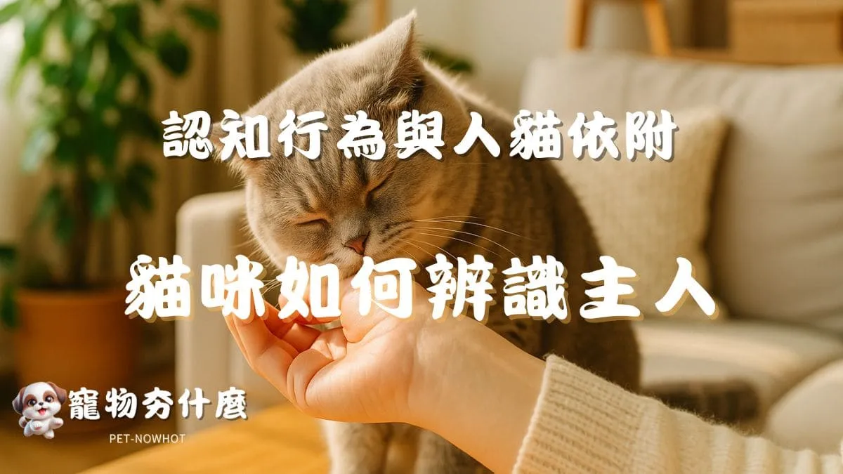 貓咪如何辨識主人？