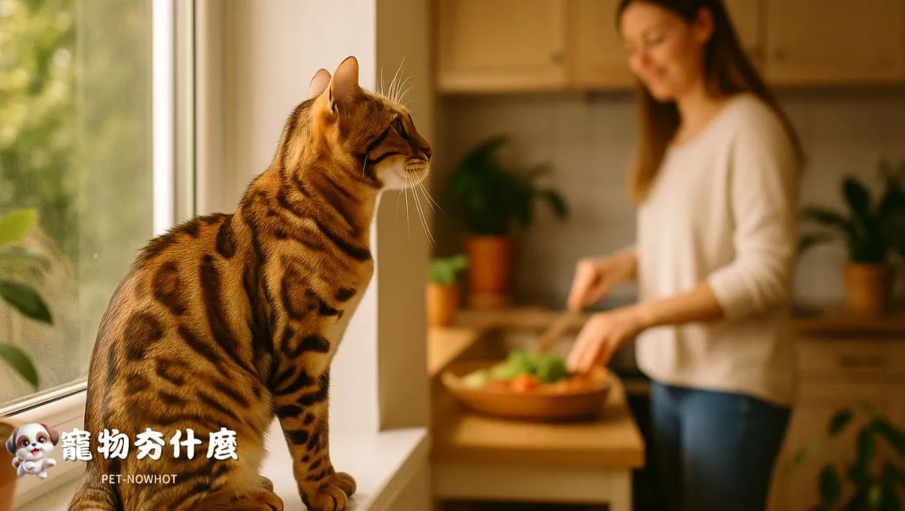孟加拉貓觀察主人的日常畫面