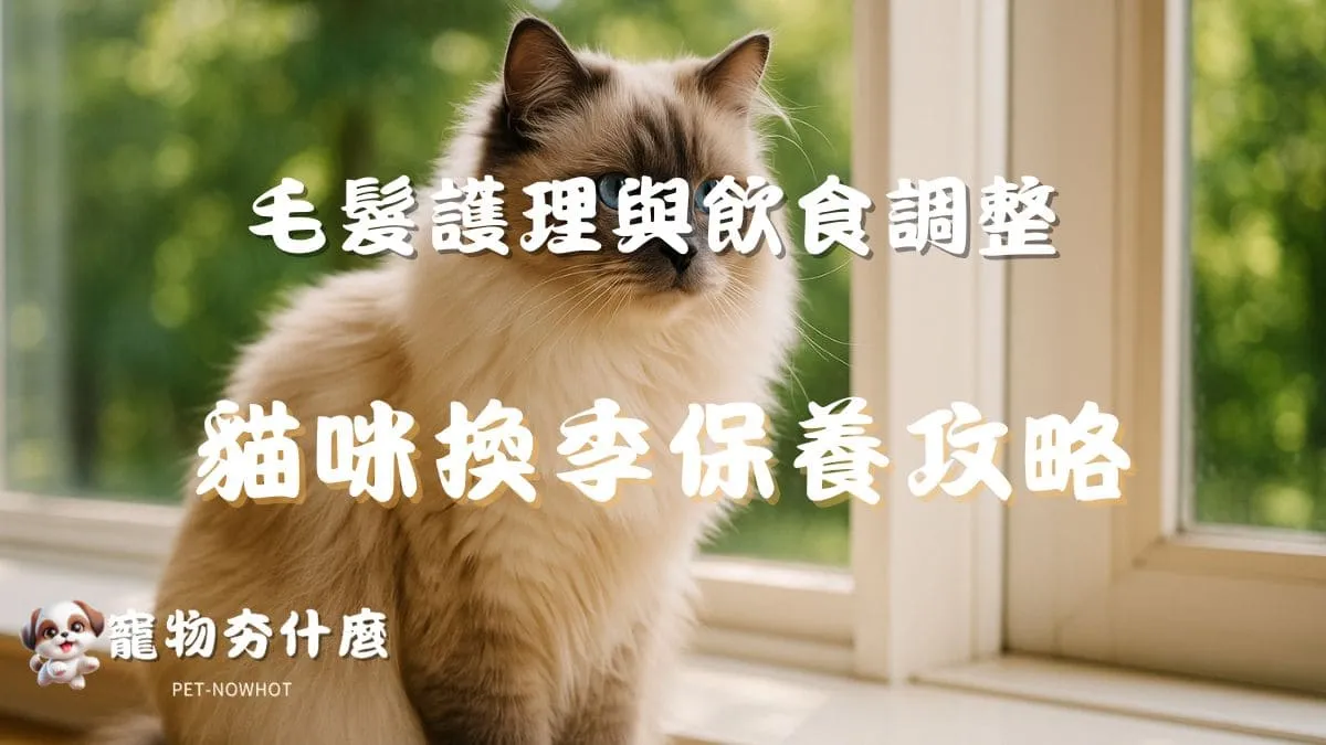 貓咪換季保養全攻略