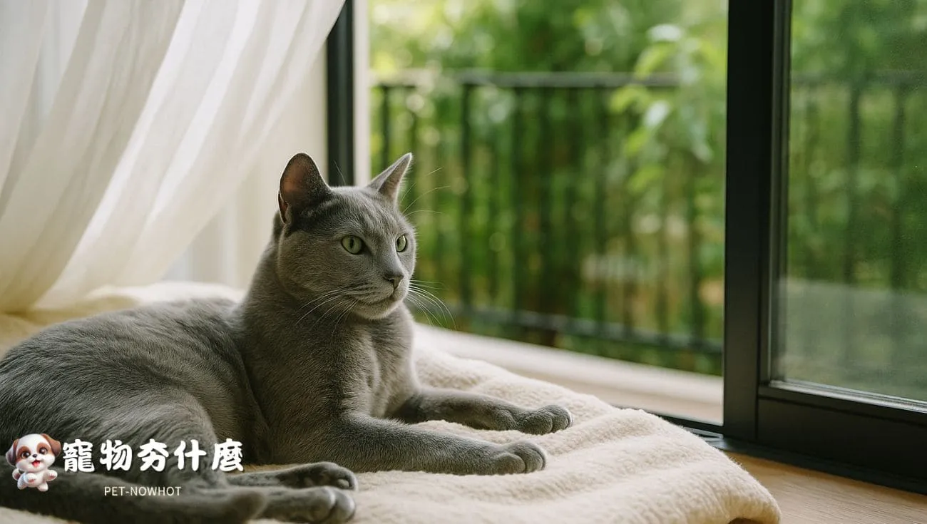 俄羅斯藍貓陽台邊靜靜休憩