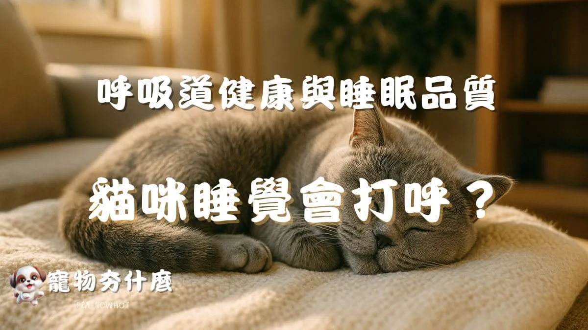 貓咪睡覺會打呼？