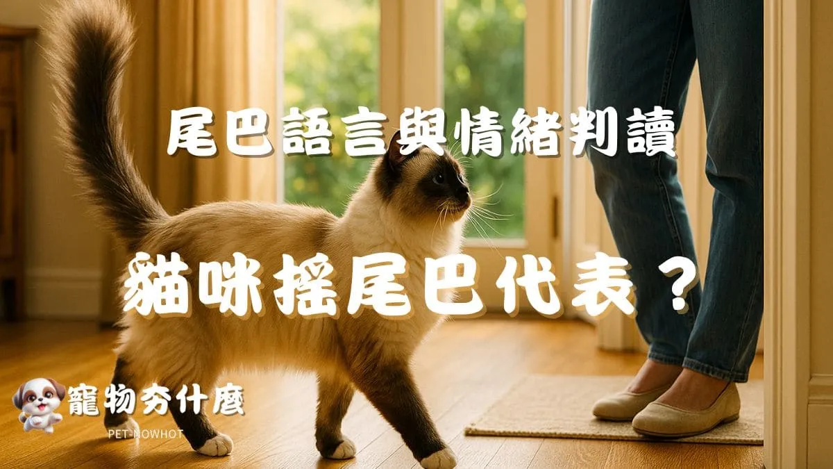貓咪搖尾巴代表什麼？