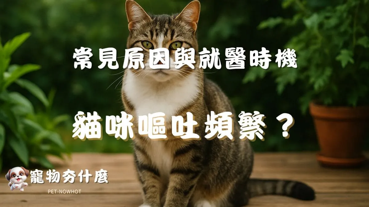 貓咪嘔吐頻繁要緊嗎？