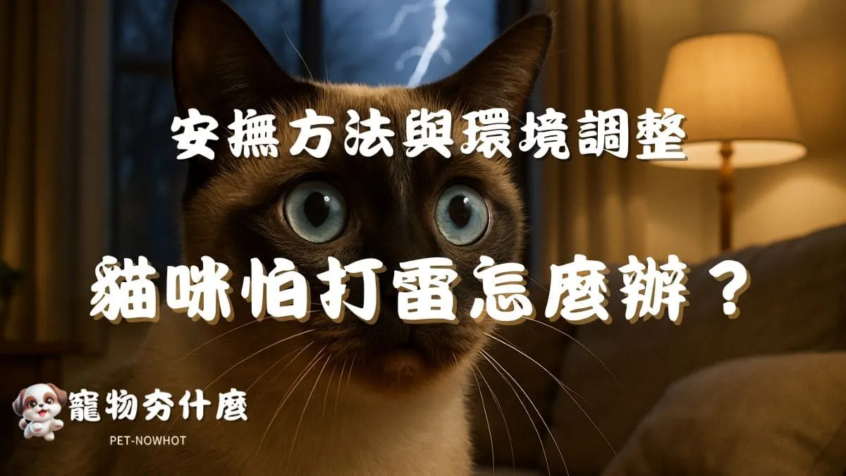 貓咪怕打雷怎麼辦？
