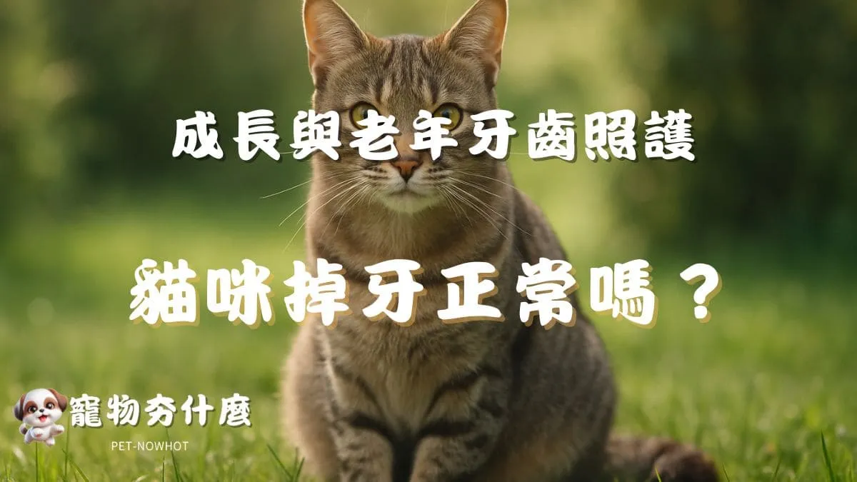 貓咪掉牙正常嗎？