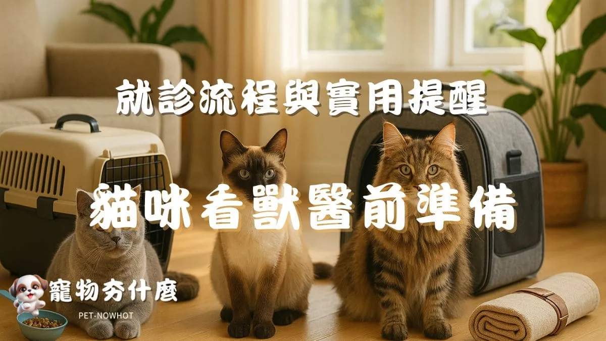 帶貓咪看獸醫前準備