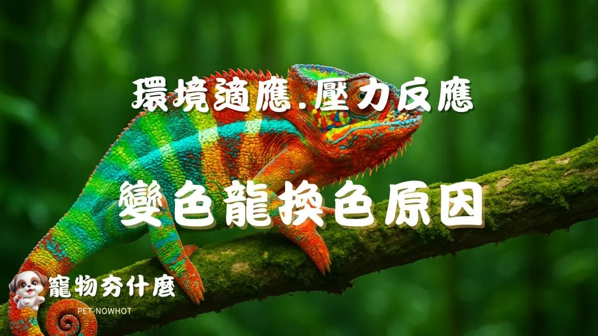 變色龍換色原因