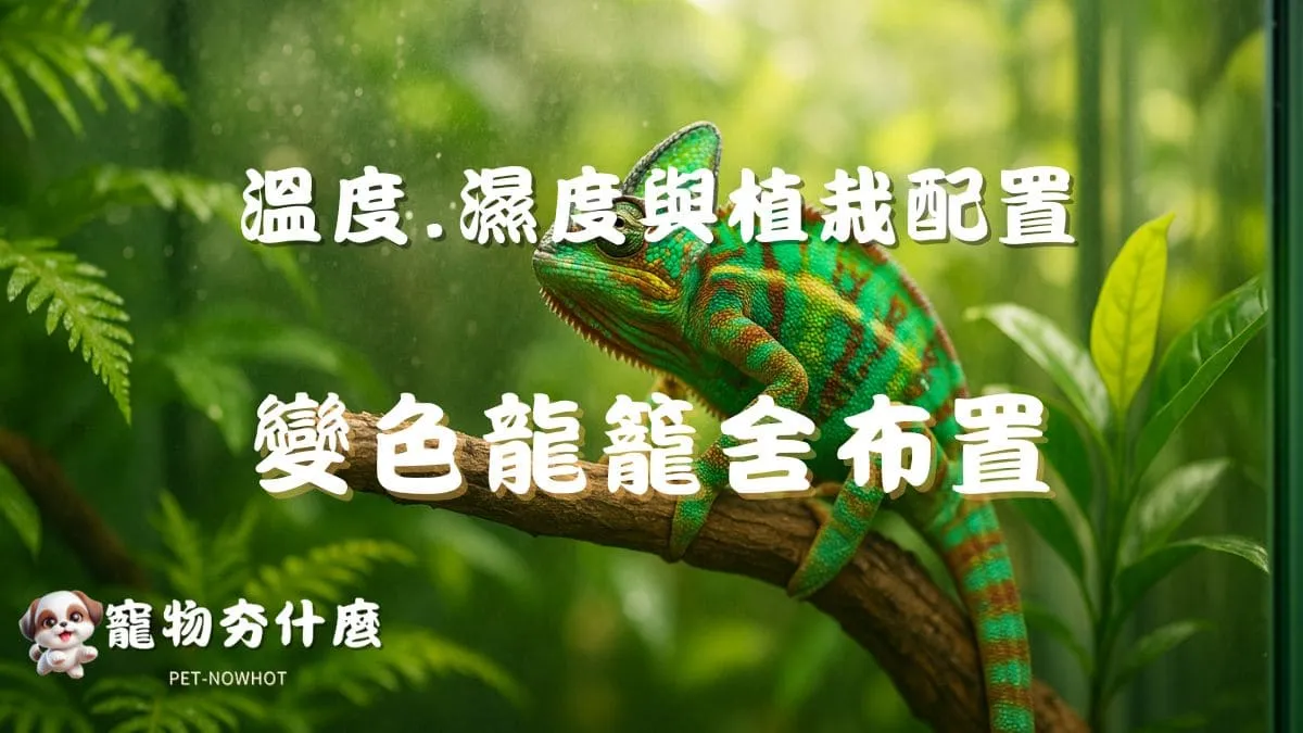 變色龍籠舍布置技巧