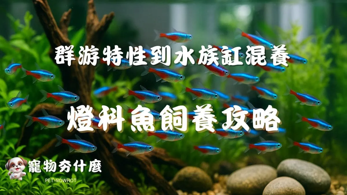 燈科魚飼養攻略