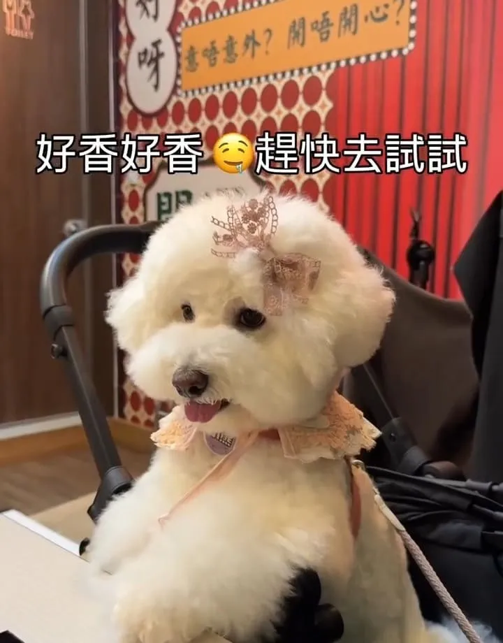 一雞鍋港式雞煲火鍋桃園藝文店