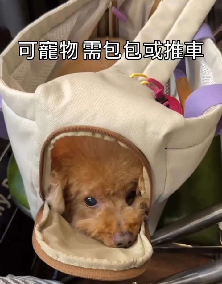 一雞鍋港式雞煲火鍋桃園藝文店
