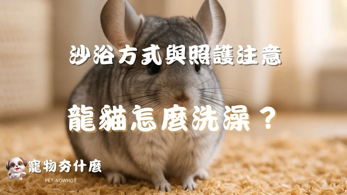 寵物龍貓怎麼洗澡？