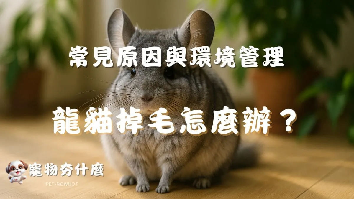 飼養龍貓掉毛怎麼辦？