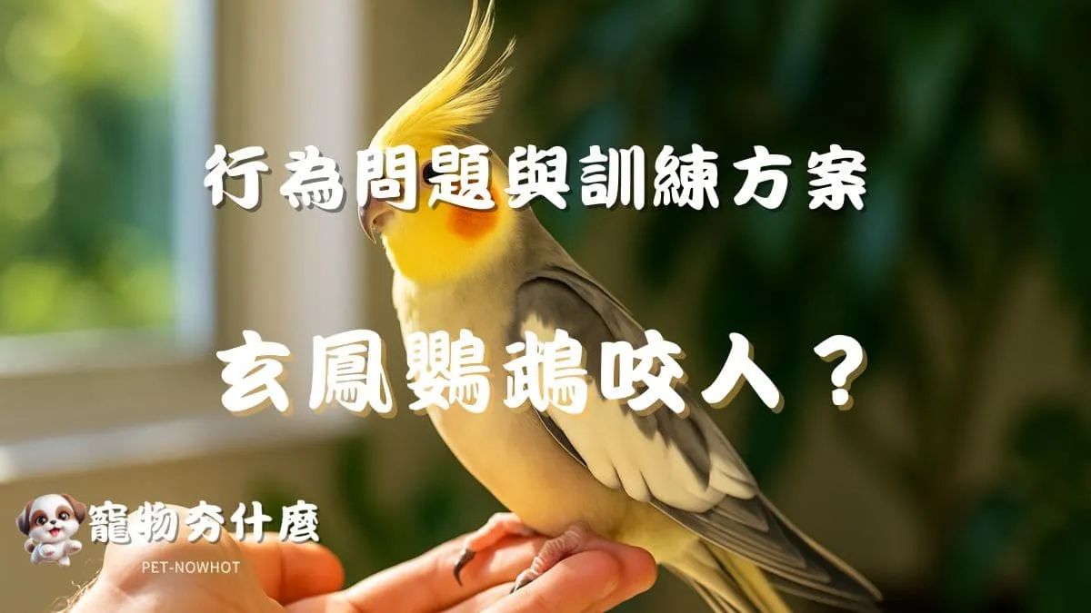 玄鳳鸚鵡咬人怎麼辦？