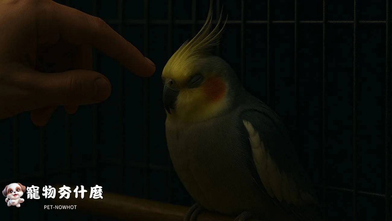 夜間飼主安撫玄鳳鸚鵡