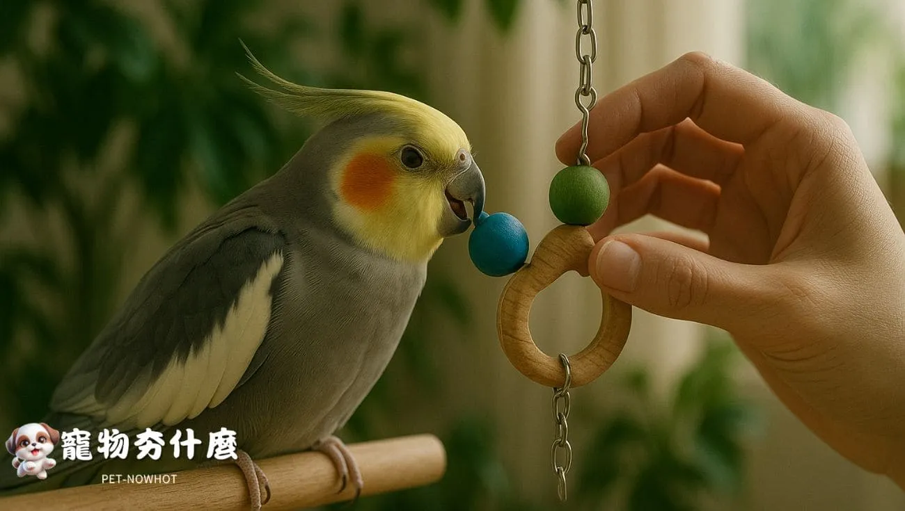 白天玄鳳鸚鵡互動玩耍