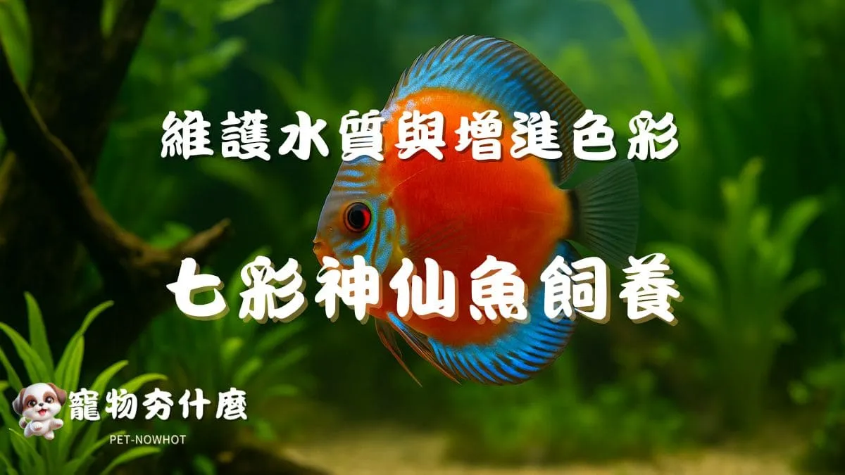 七彩神仙魚飼養指南