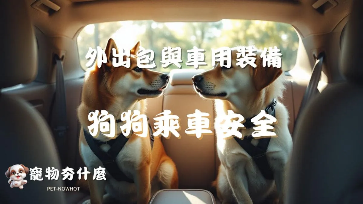 狗狗乘車安全須知