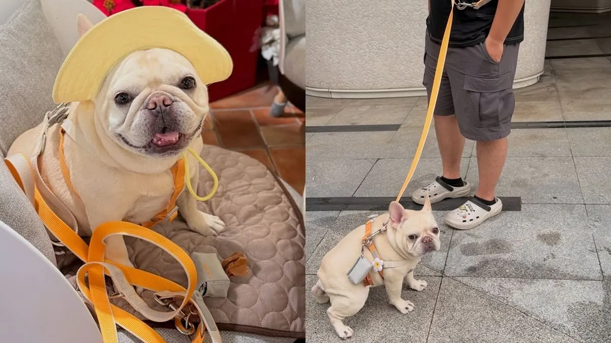 tails&me 尾巴與我犬快套胸背帶