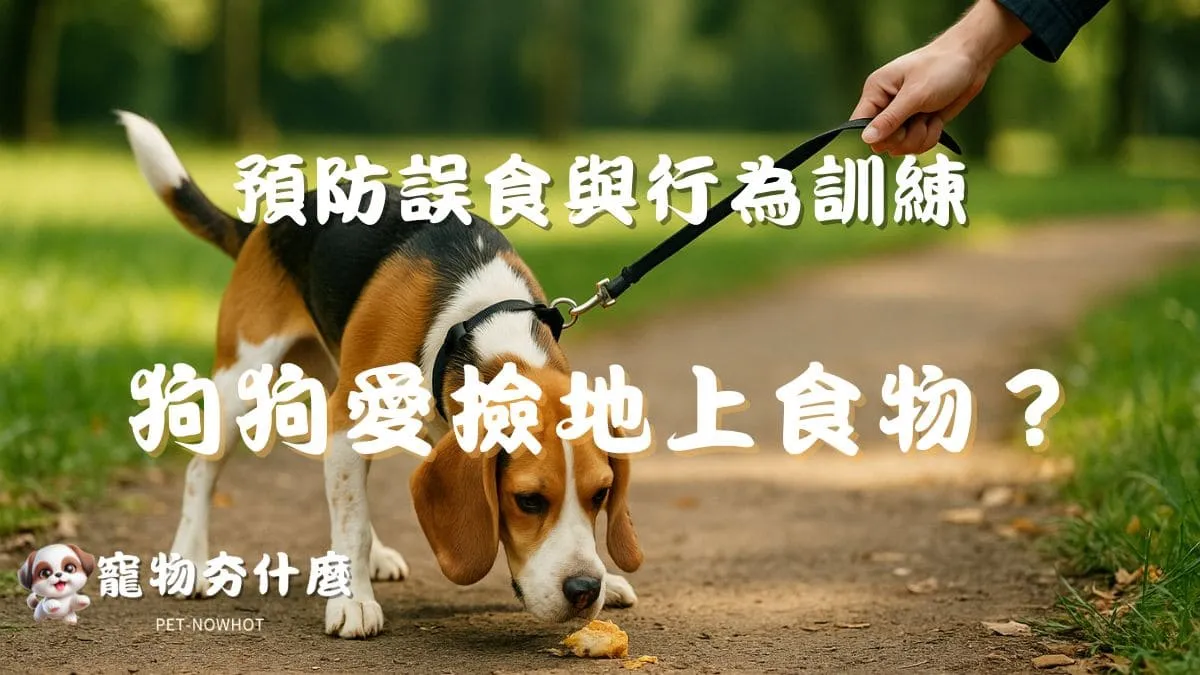 狗狗愛撿地上食物？