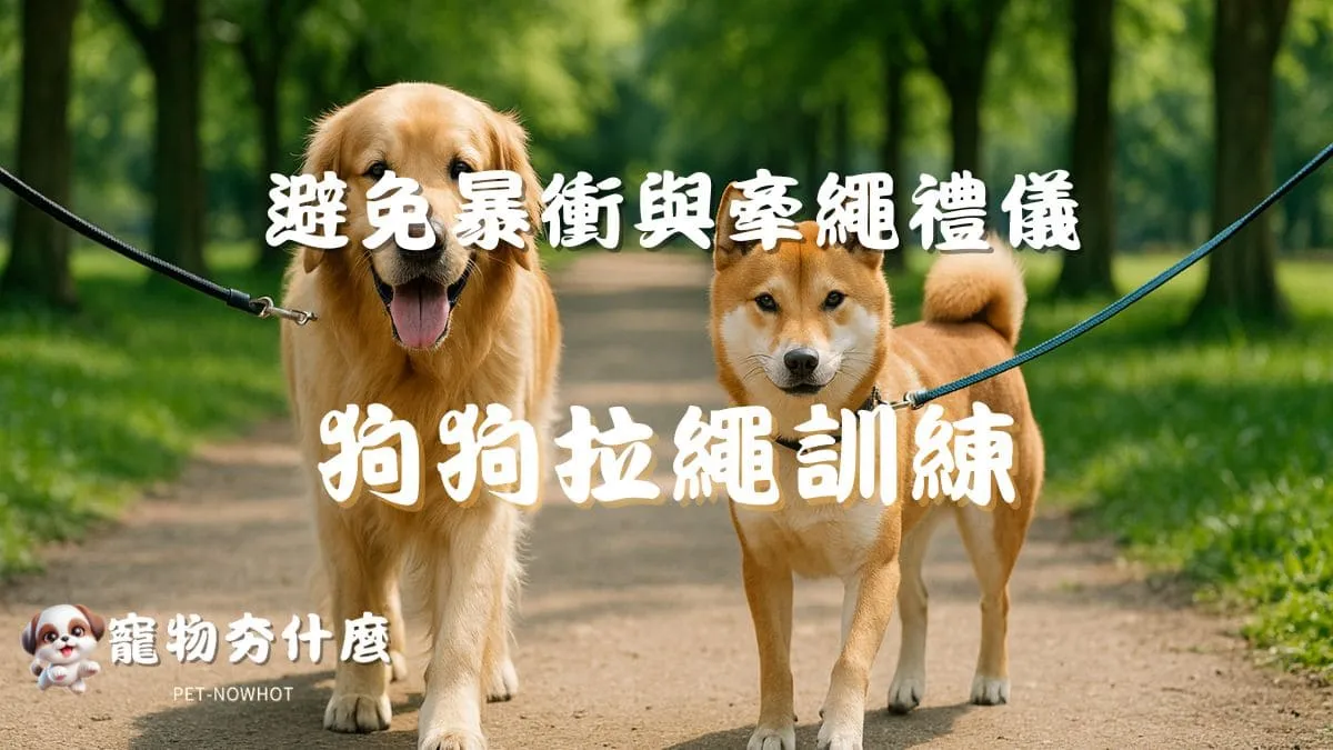 狗狗拉繩訓練教學