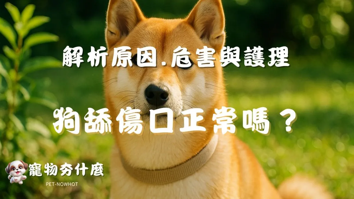 狗狗舔傷口正常嗎？