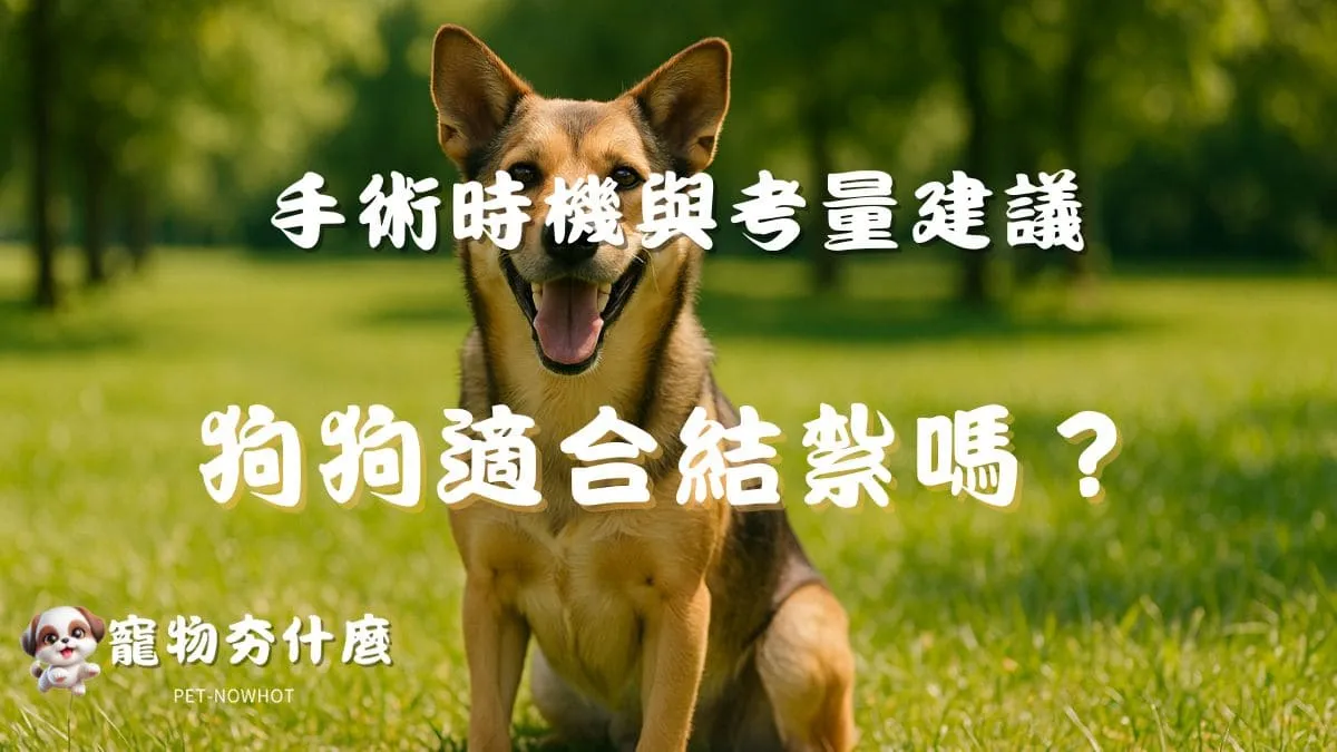 狗狗適合結紮嗎？