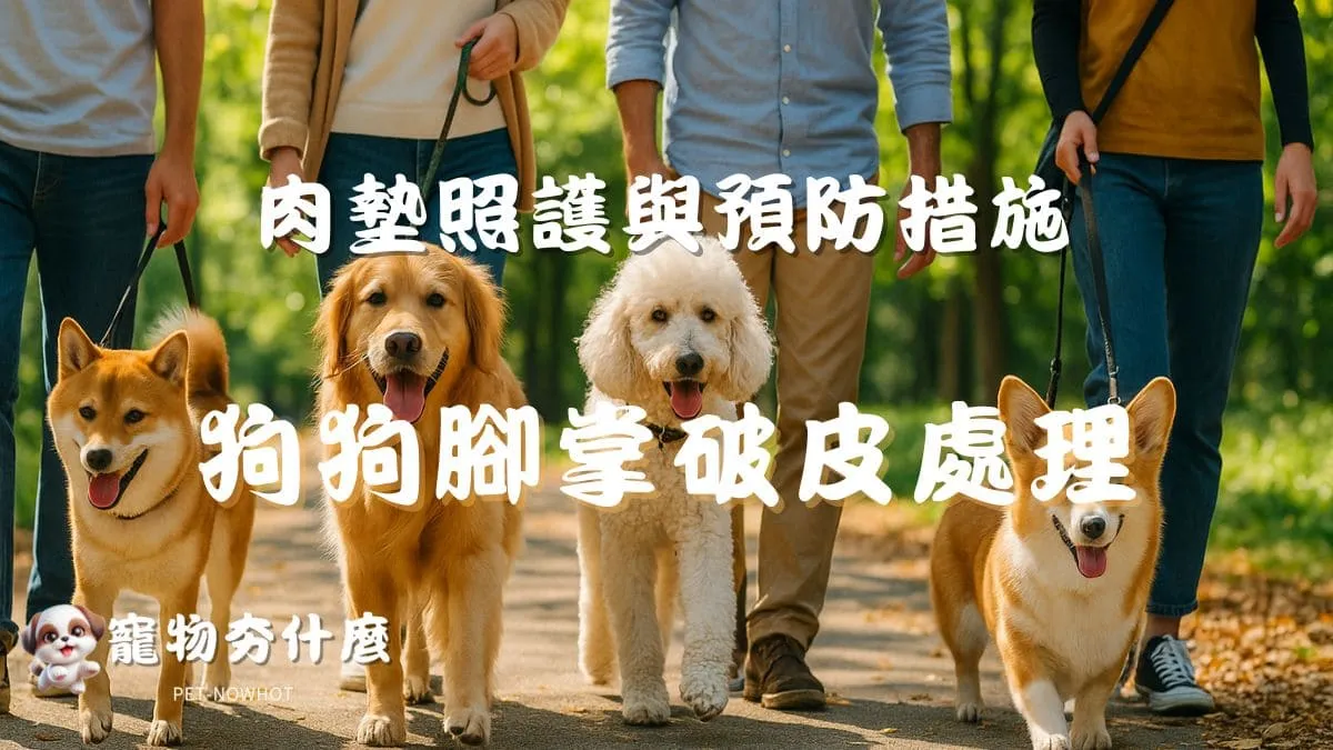狗狗腳掌破皮處理方法