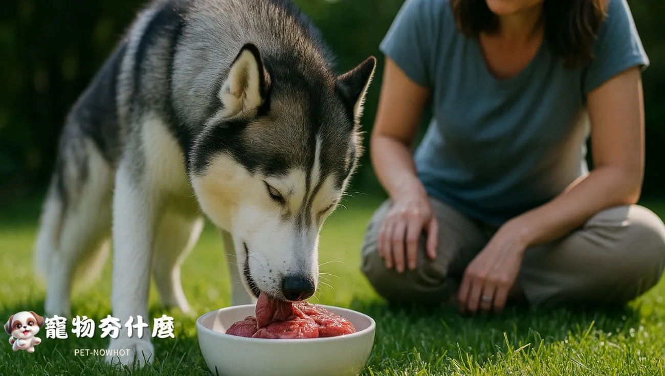 哈士奇戶外享用生食餐