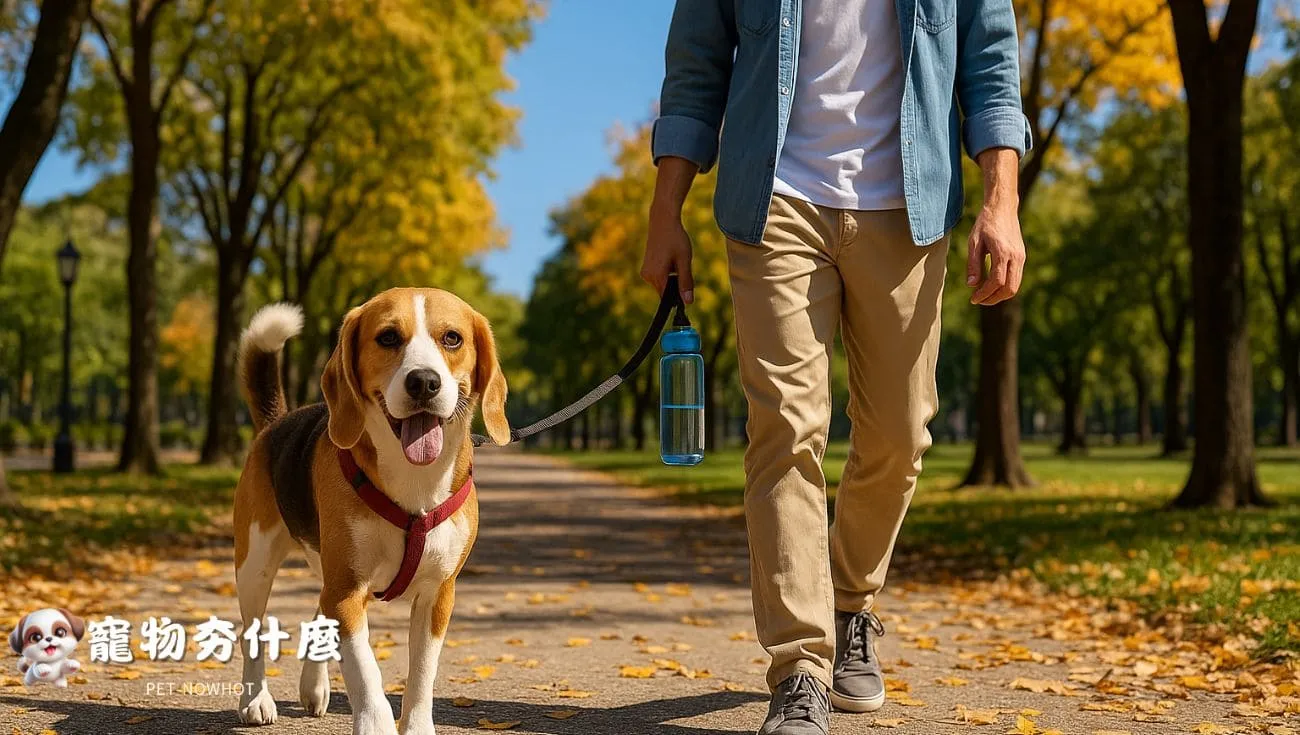 比格犬與主人台灣公園散步