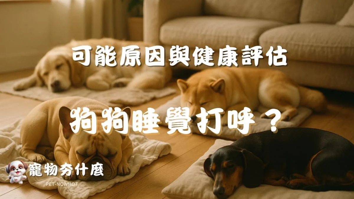 狗狗睡覺總是打呼？