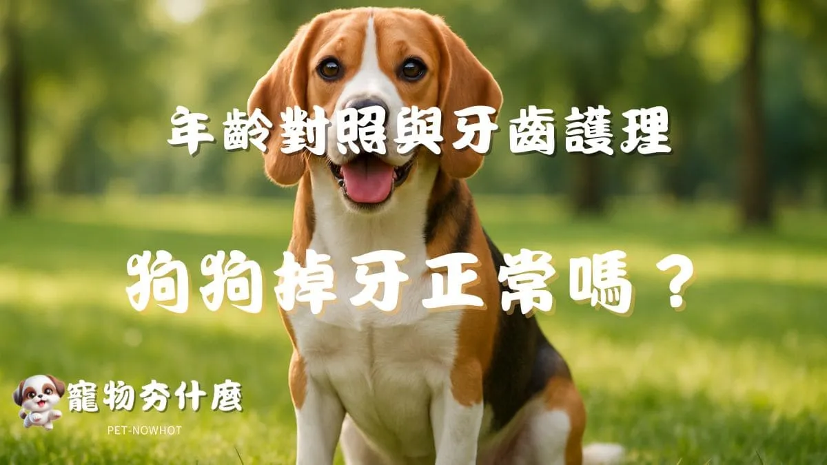 狗狗掉牙正常嗎？
