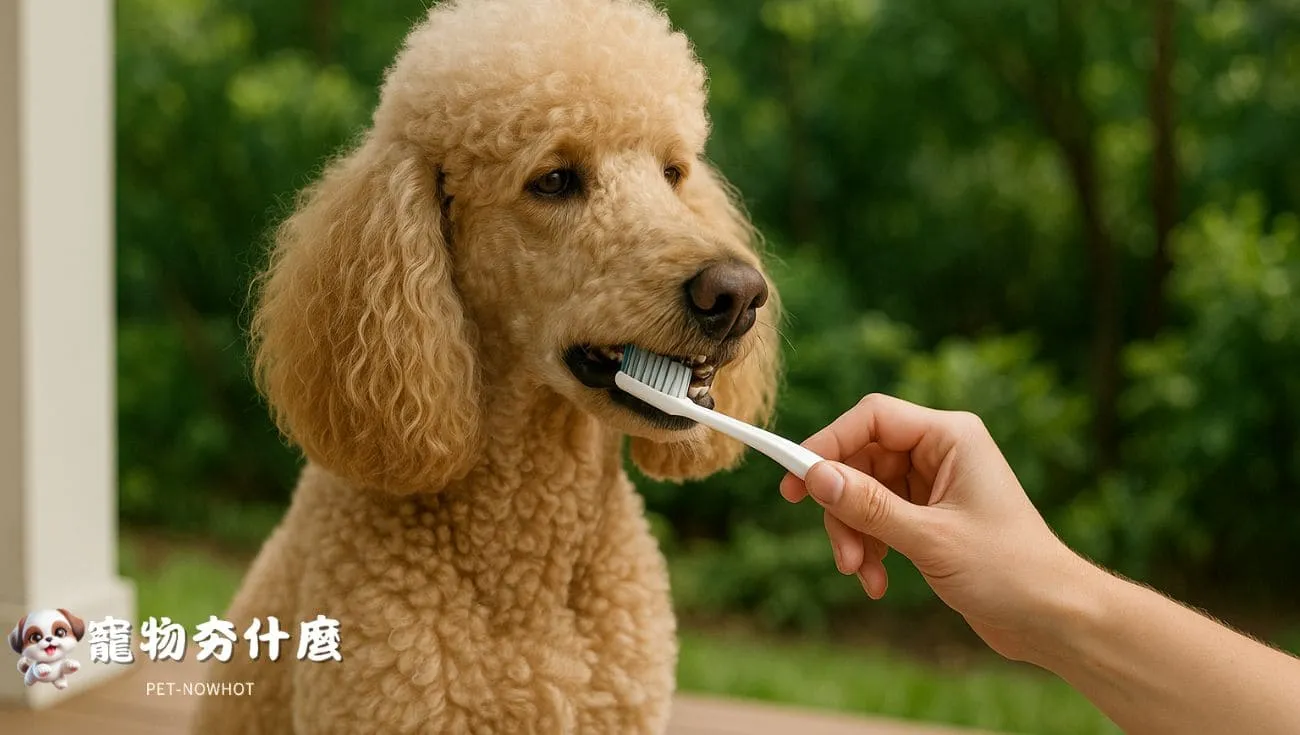 貴賓成犬享受牙齒日常清潔照
