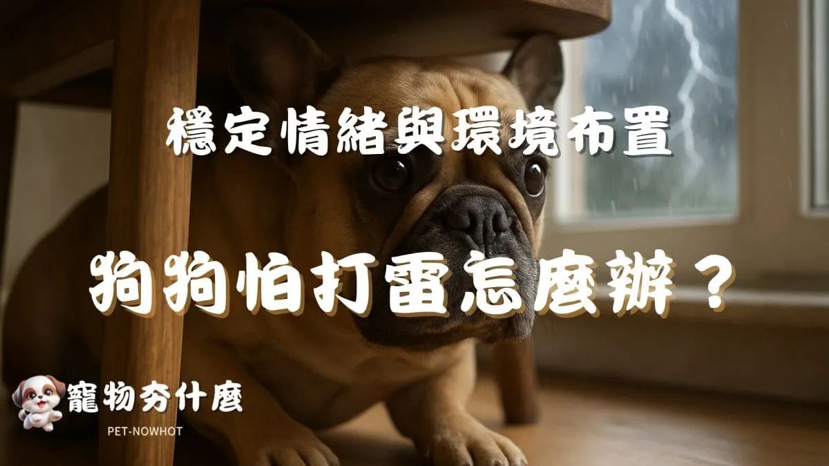 狗狗怕打雷怎麼辦？