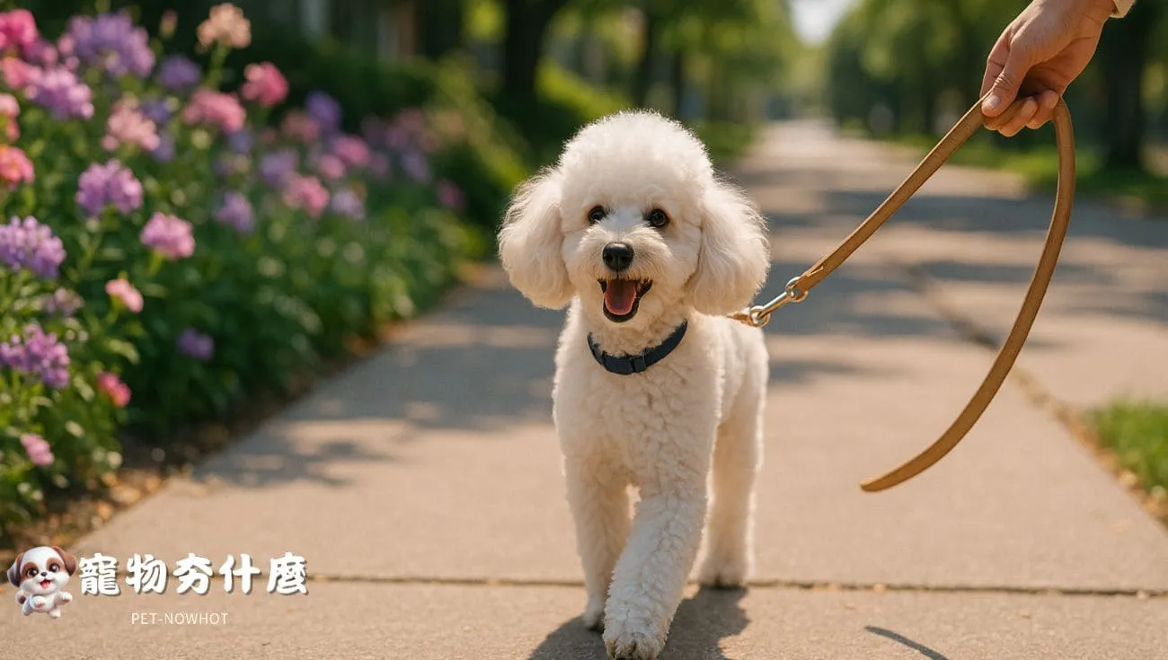 貴賓犬日常散步於社區步道情境