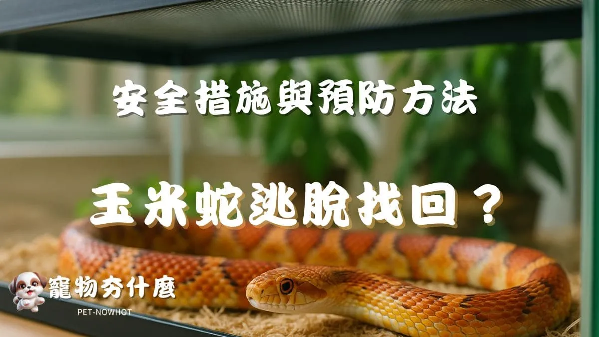 飼養玉米蛇逃脫怎麼找回？