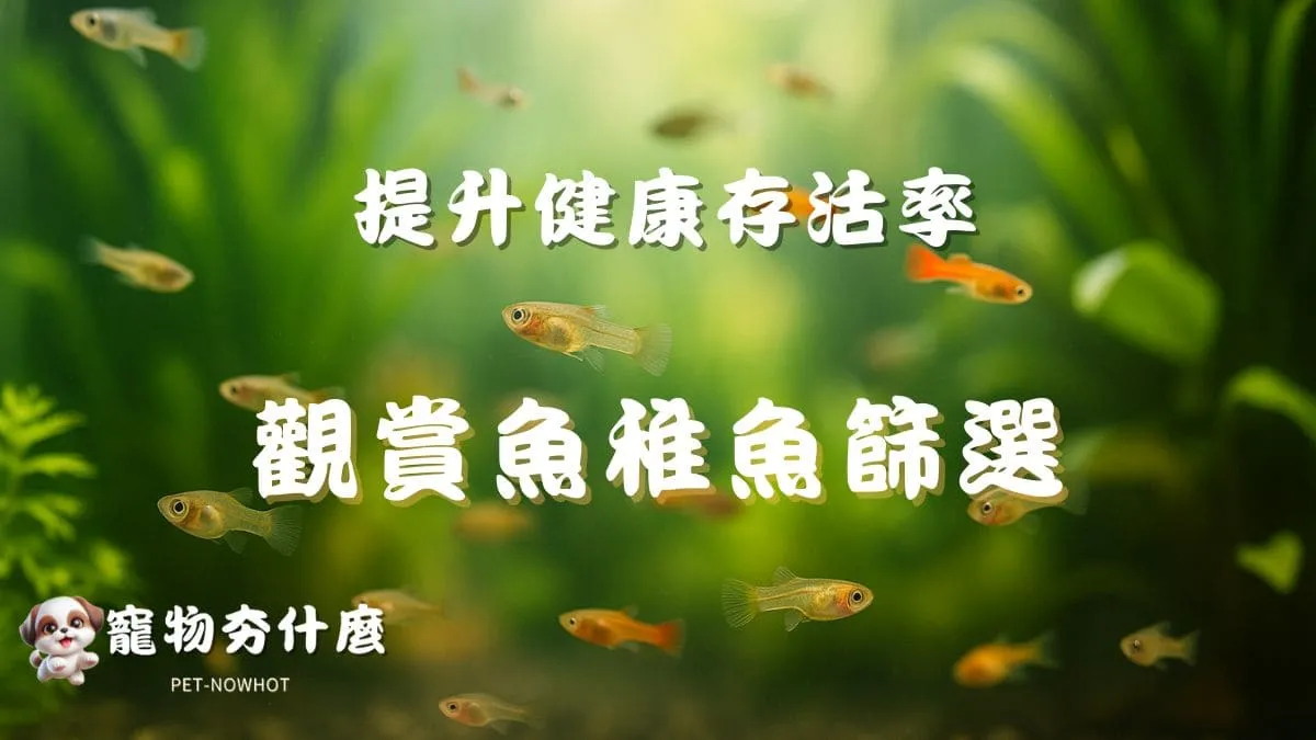 觀賞魚稚魚篩選與分缸技巧