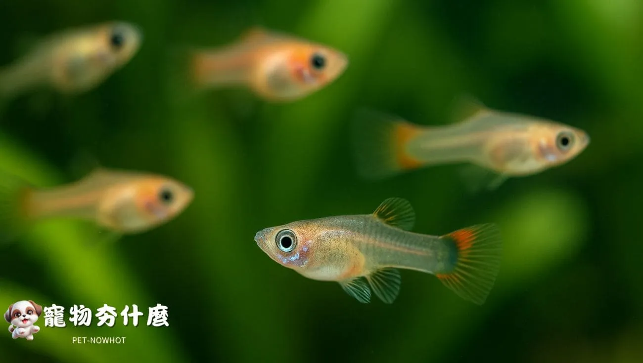 孔雀魚與紅劍稚魚特寫