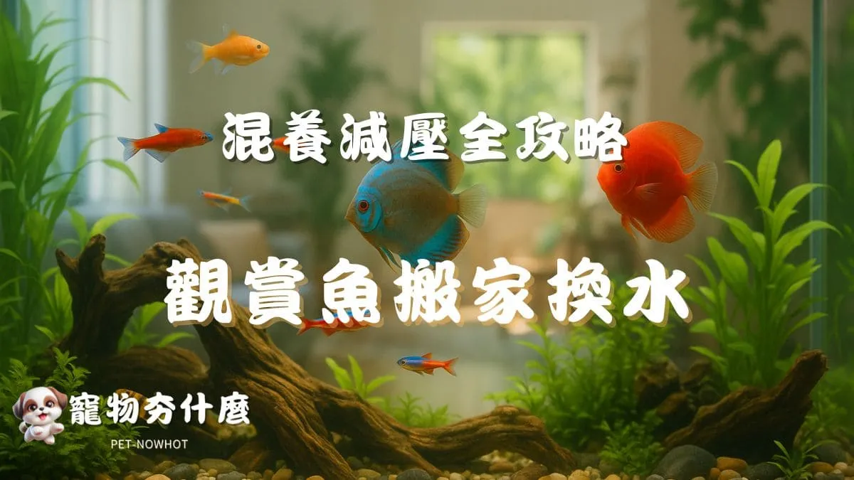 觀賞魚搬家換水混養減壓全攻略