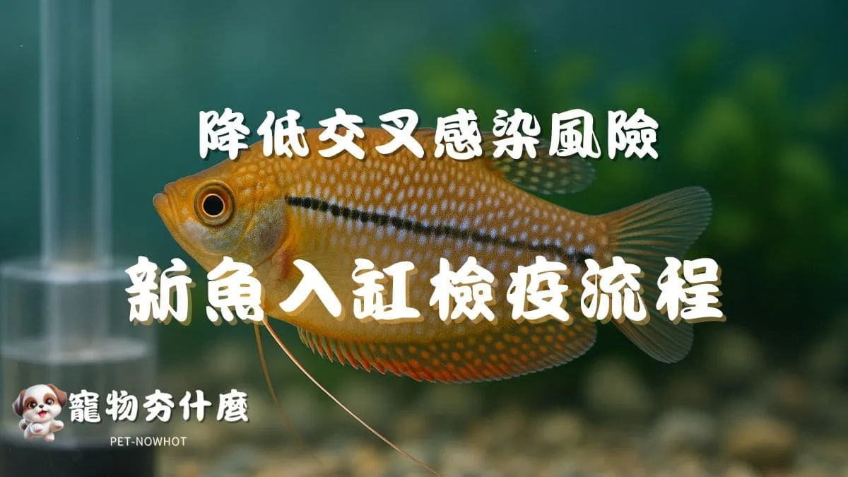 養魚新魚入缸檢疫流程