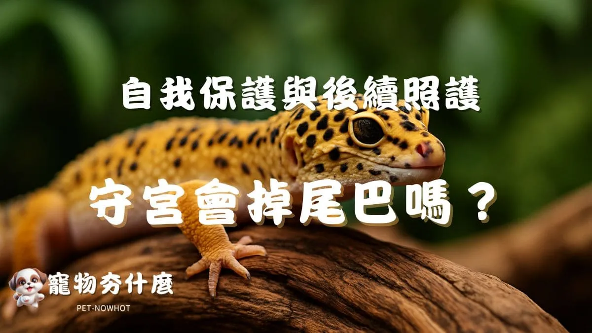 守宮會掉尾巴嗎？