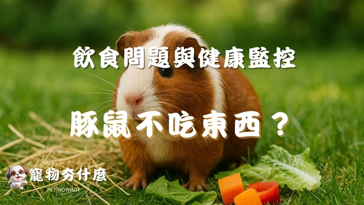 豚鼠不吃東西？
