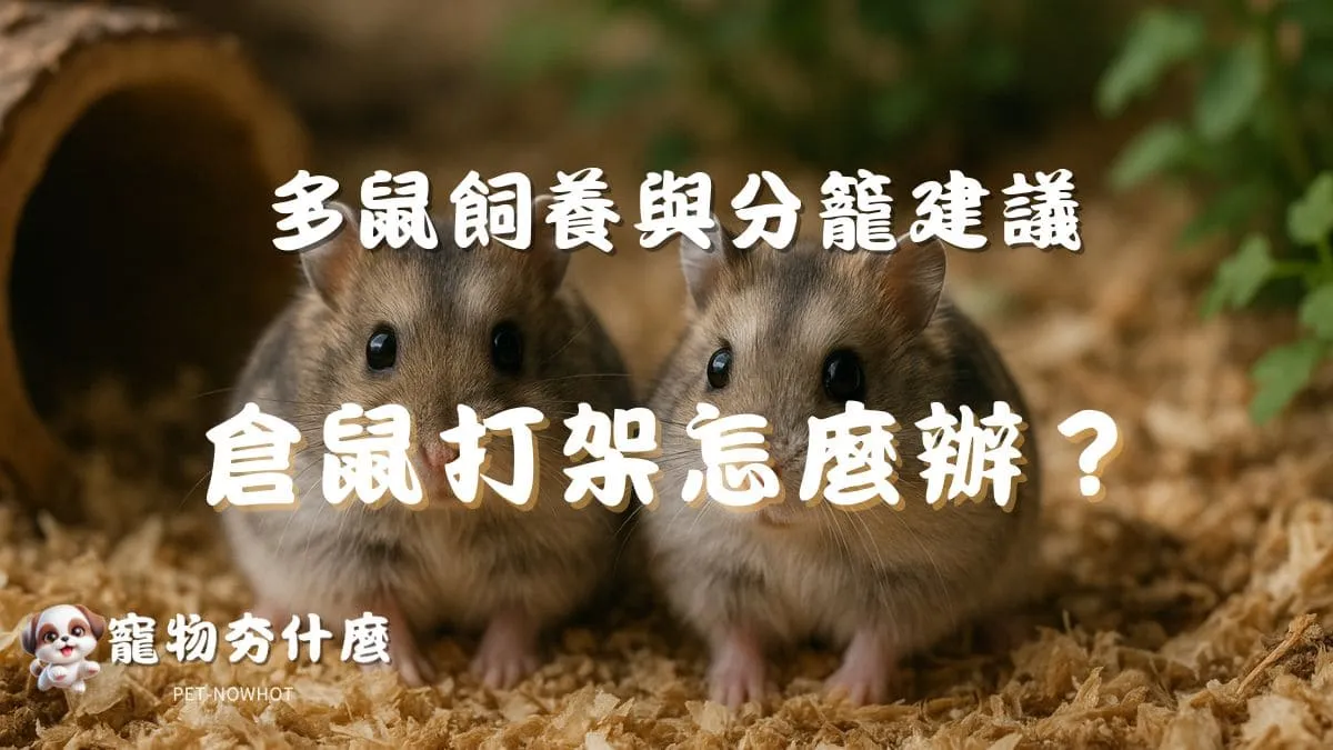 倉鼠打架怎麼辦？
